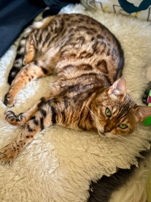 Zasloužený odpočinek po 4 dnech intenzivní práce 🤗 vděčnost za tak úžasnou partu, nádherné prostředí, dokonalou péči a možnost společně se posouvat dál a objevovat skrytá zákoutí naší mysli a našeho vědomí i podvědomí 🤍

👉 staň se lektorem nebo si přijď metodiku nejdříve vyzkoušet na vlastní kůží 😉👇
https://kurzyeov.cz/kurzy/restart/